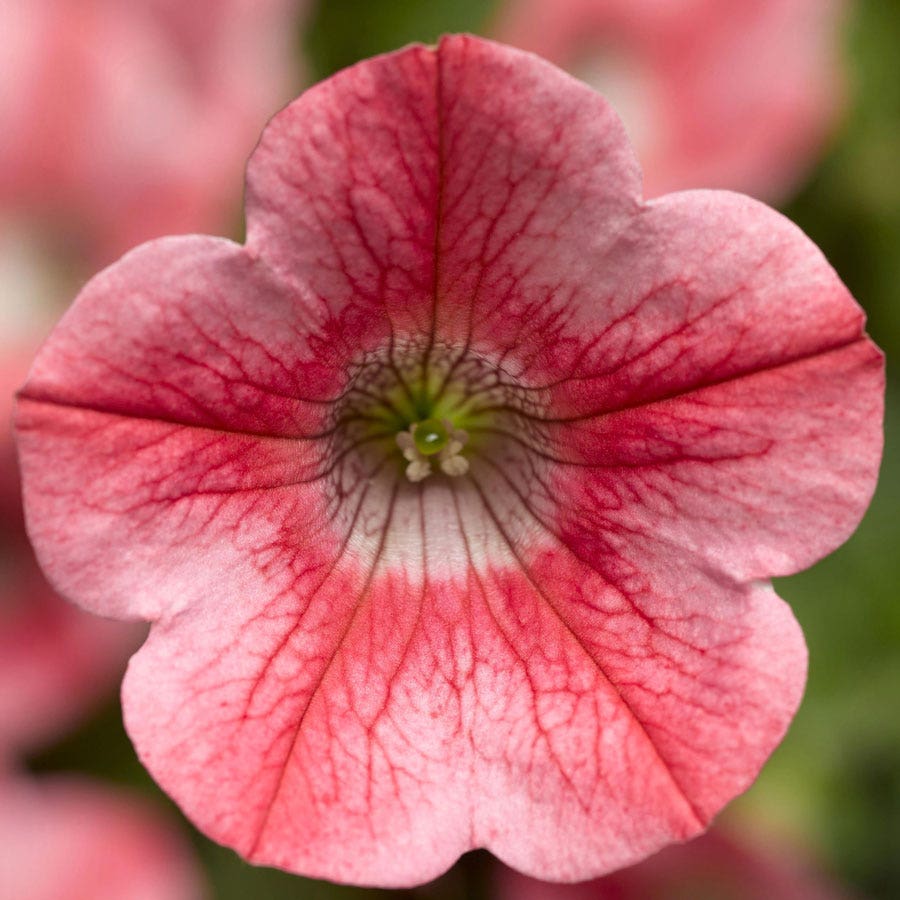 Blooming Block Kwik Kombos™ Beach Bum™ Standard Mix