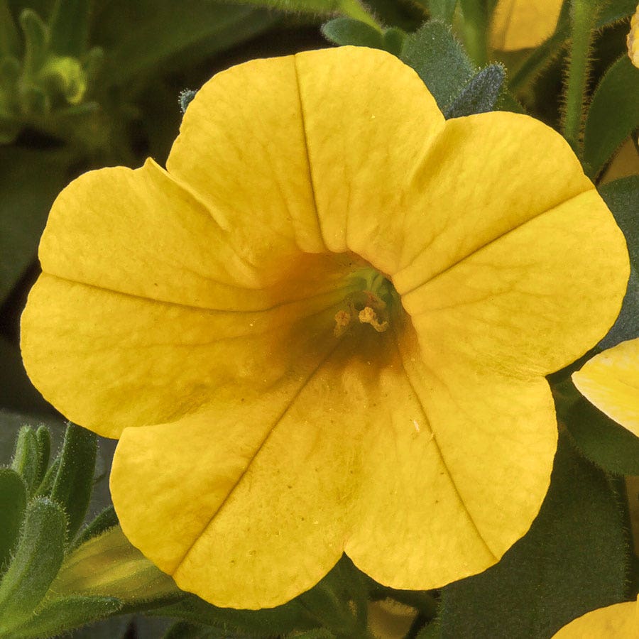 Blooming Block Kwik Kombos™ Beach Bum™ Standard Mix