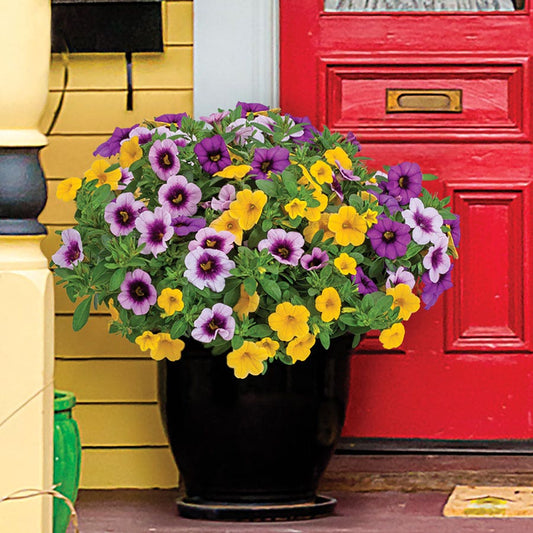 Blooming Block Kwik Kombos™ Cabrio™ Ride Along™