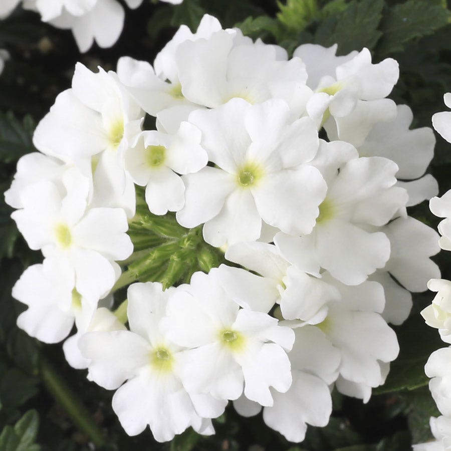 Blooming Block Kwik Kombos™ Chloe's™ Mix