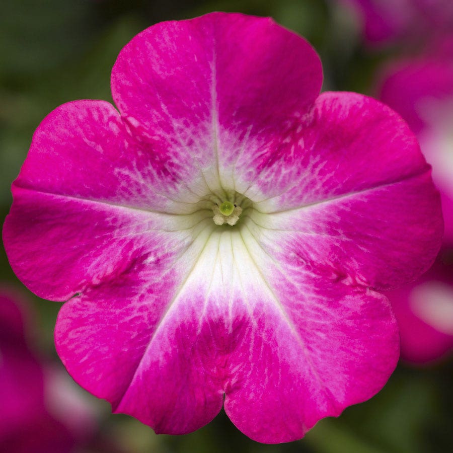 Blooming Block Kwik Kombos™ Chloe's™ Mix