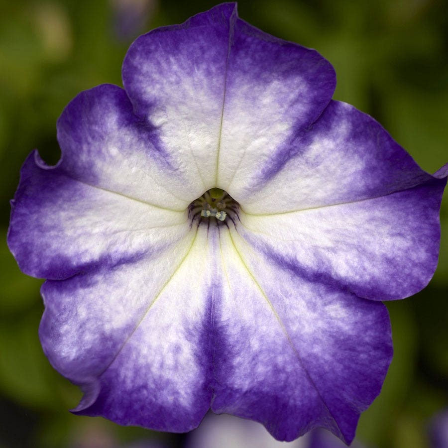 Blooming Block Kwik Kombos™ Spring Showers™ Mix