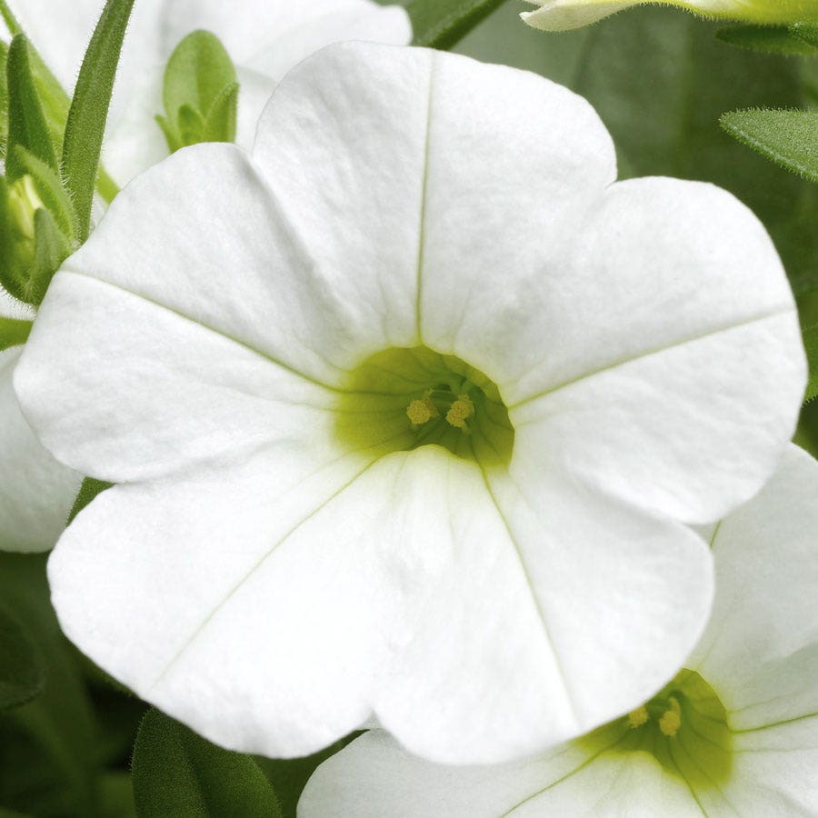 Blooming Block Kwik Kombos™ Spring Showers™ Mix