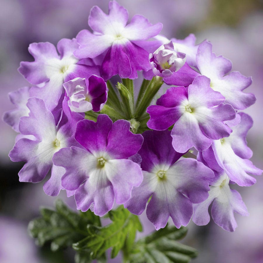 Blooming Block Kwik Kombos™ Spring Showers™ Mix