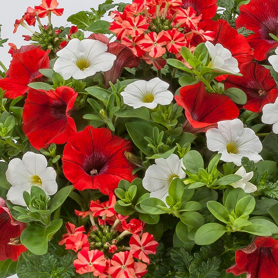 Blooming Block Kwik Kombos™ Walk of Stars™ Standard Mix
