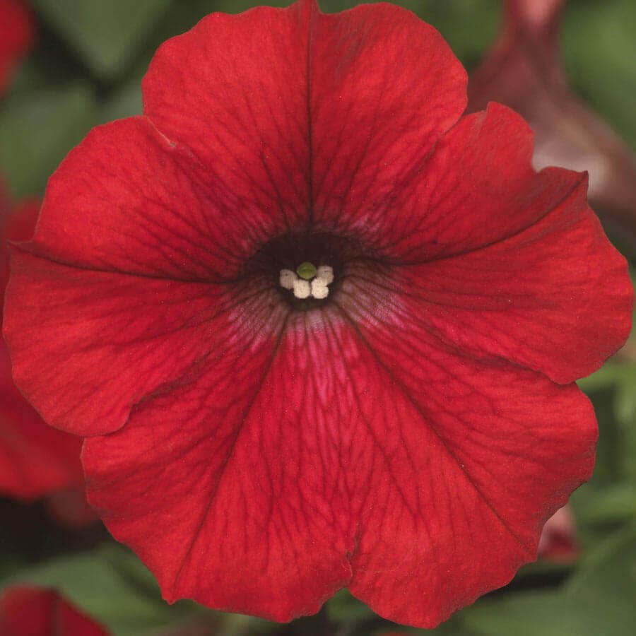 Blooming Block Kwik Kombos™ Walk of Stars™ Standard Mix