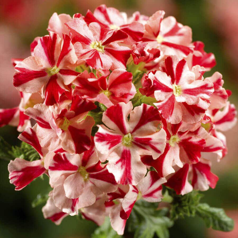 Blooming Block Kwik Kombos™ Walk of Stars™ Standard Mix