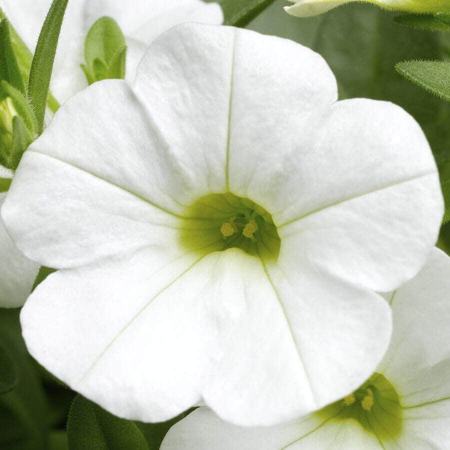 Blooming Block Kwik Kombos™ Walk of Stars™ Standard Mix