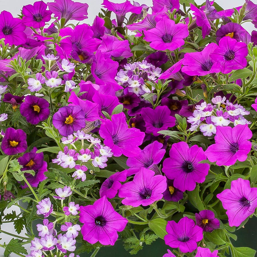 Blooming Block Kwik Kombos™ Wine Down™