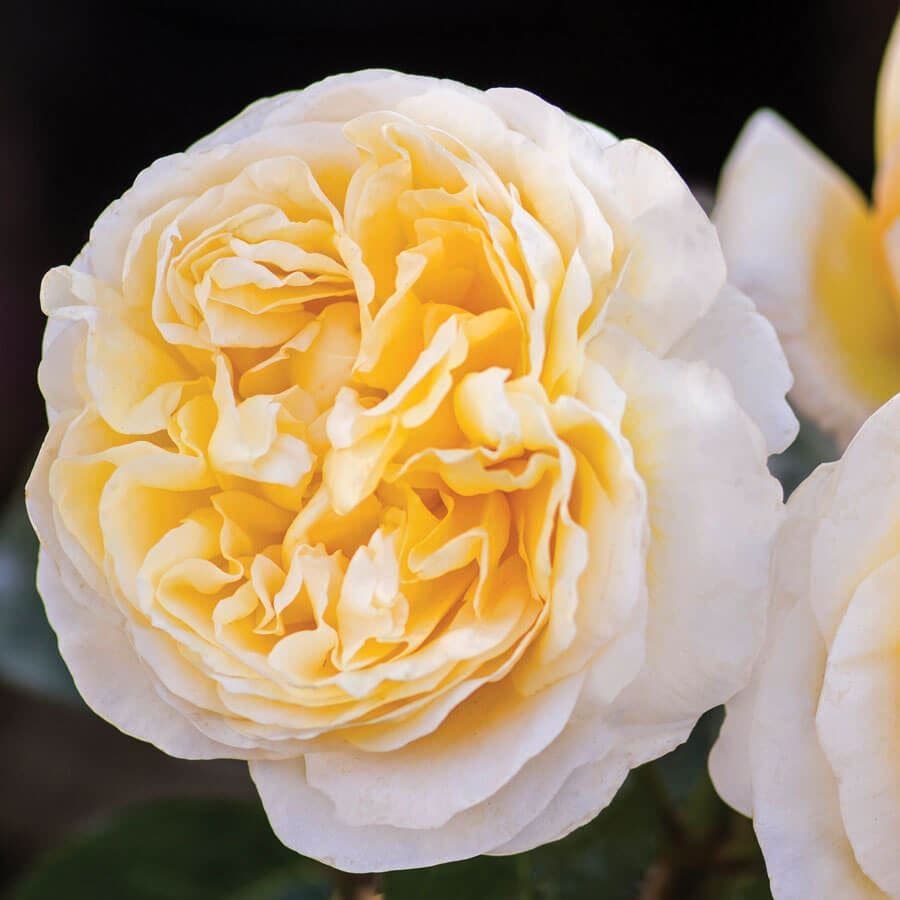 Rosa Moonlight Romantica®