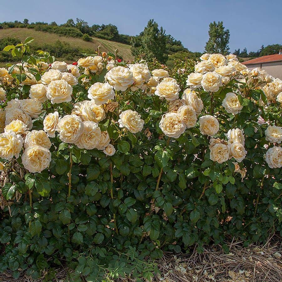 Rosa Moonlight Romantica®