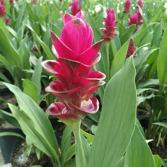 Curcuma 'Bangkok Ruby' Bulbs