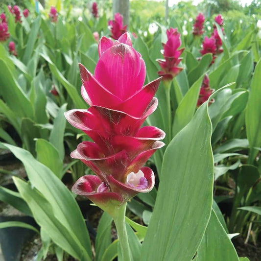 Curcuma 'Bangkok Ruby' Bulbs