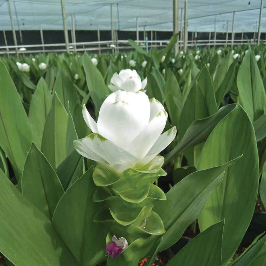 Curcuma 'White Jasmine' Bulbs