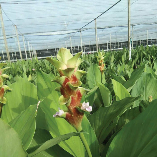 Curcuma 'Emerald Green' Bulbs