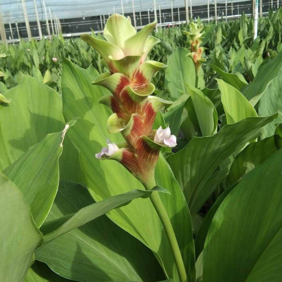 Curcuma 'Emerald Green' Bulbs