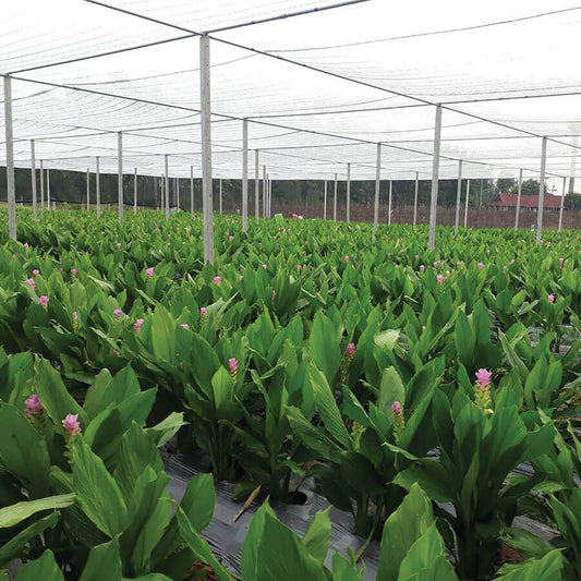 Curcuma 'Laddawan' Bulbs