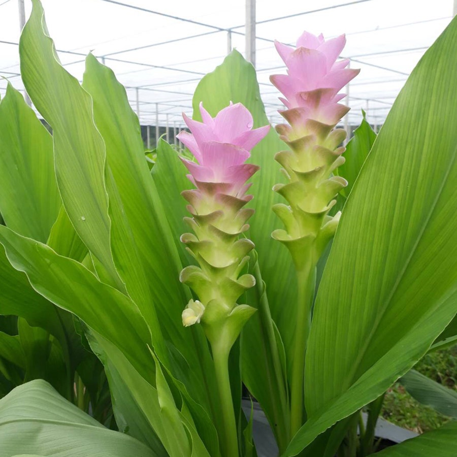 curcuma plant care fertilizer Curcuma 'Laddawan' Bulbs