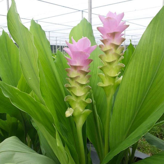 Curcuma 'Laddawan' Bulbs