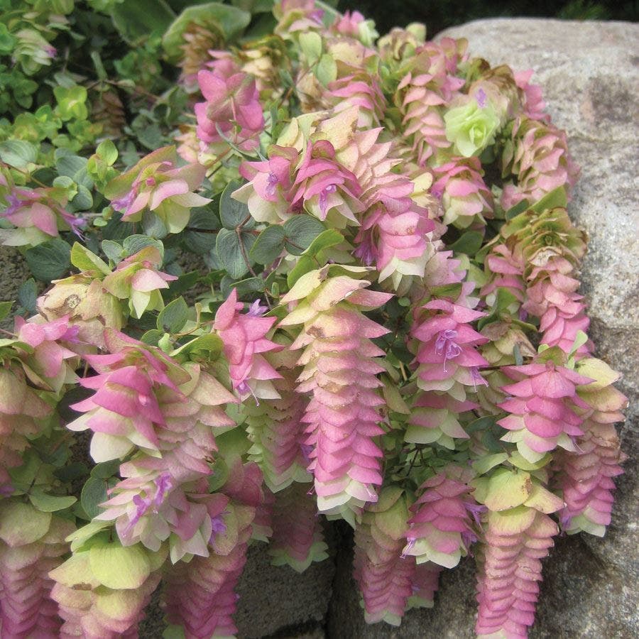 Origanum 'Kent Beauty'