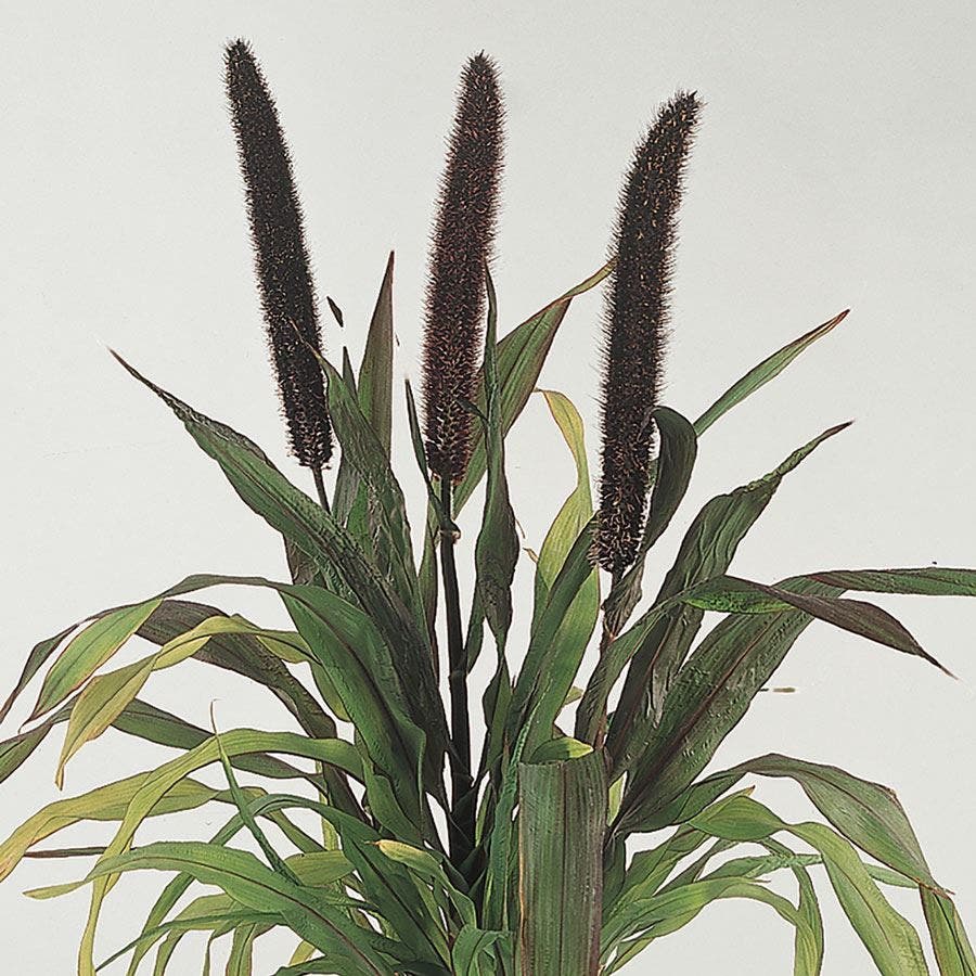 Pennisetum Purple Baron
