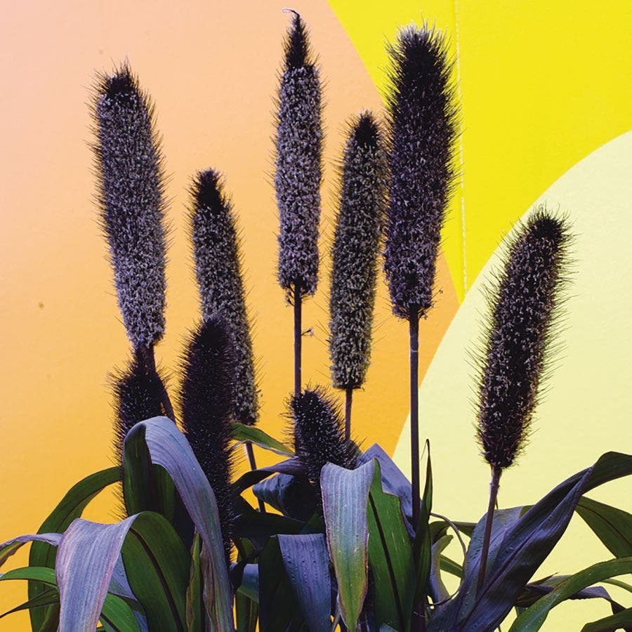 Pennisetum Purple Baron