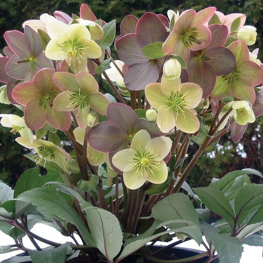 Helleborus 'Candy Love'