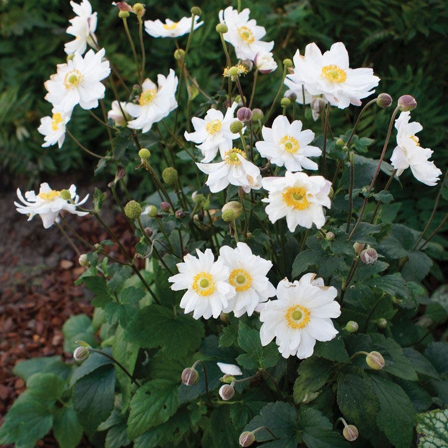 Anemone Fantasy™ Snow Angel