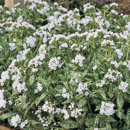 Pulmonaria Opal