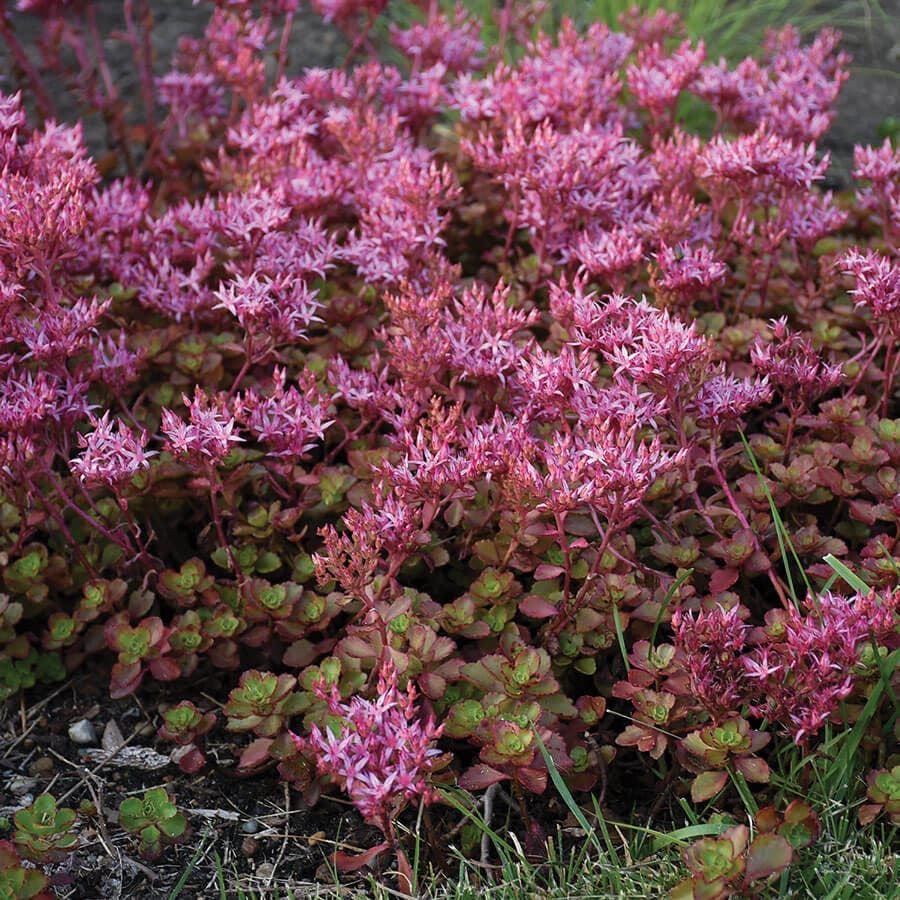 Sedum 'Fulda Glow'
