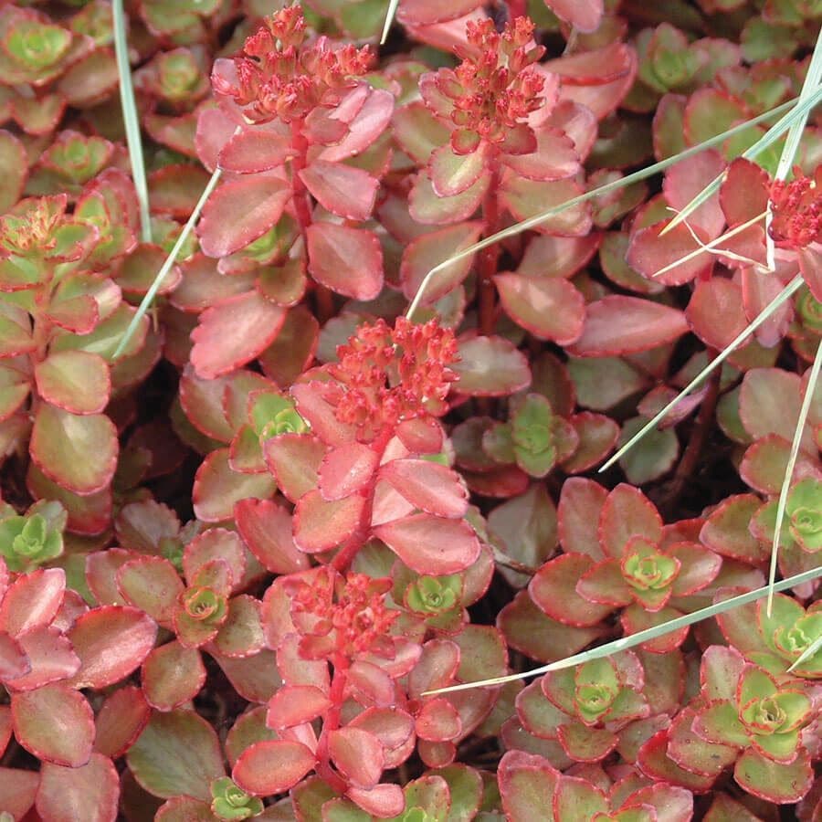 Sedum 'Fulda Glow'