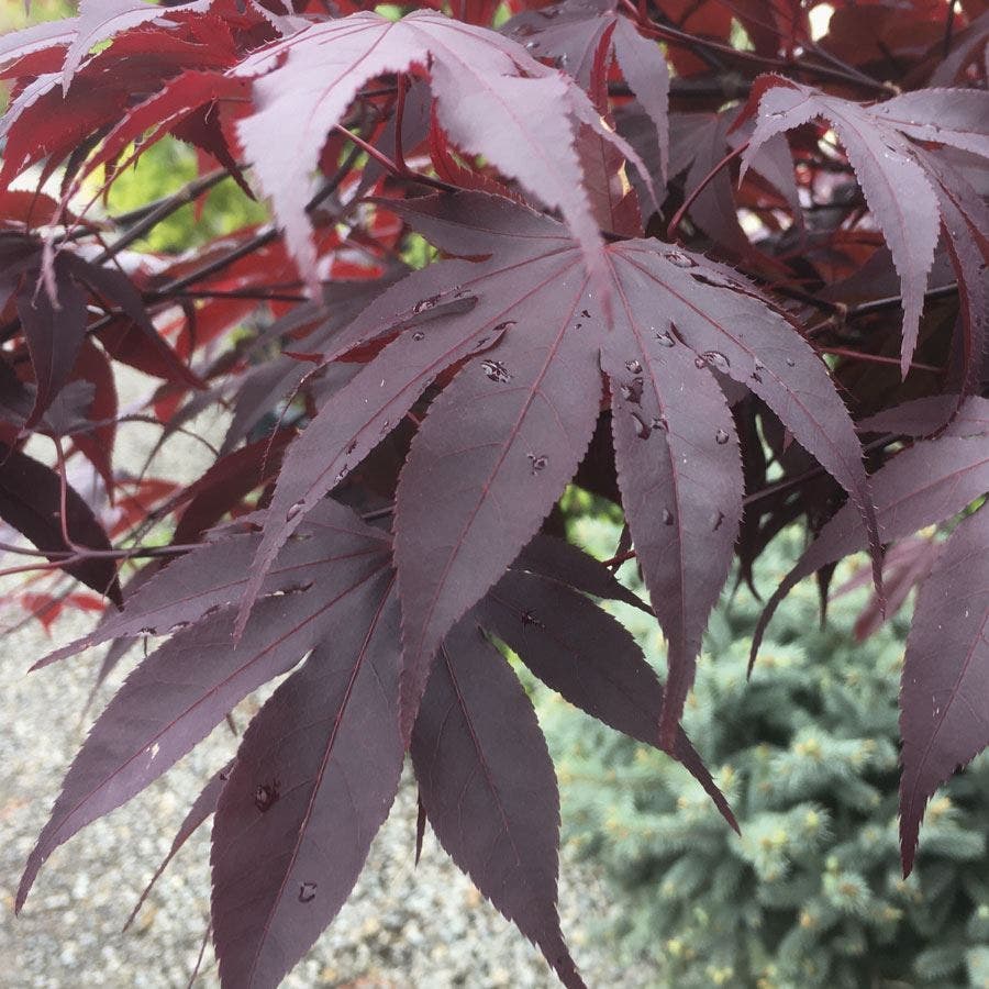 Acer 'Bloodgood'