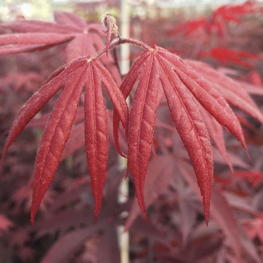 Acer 'Bloodgood'