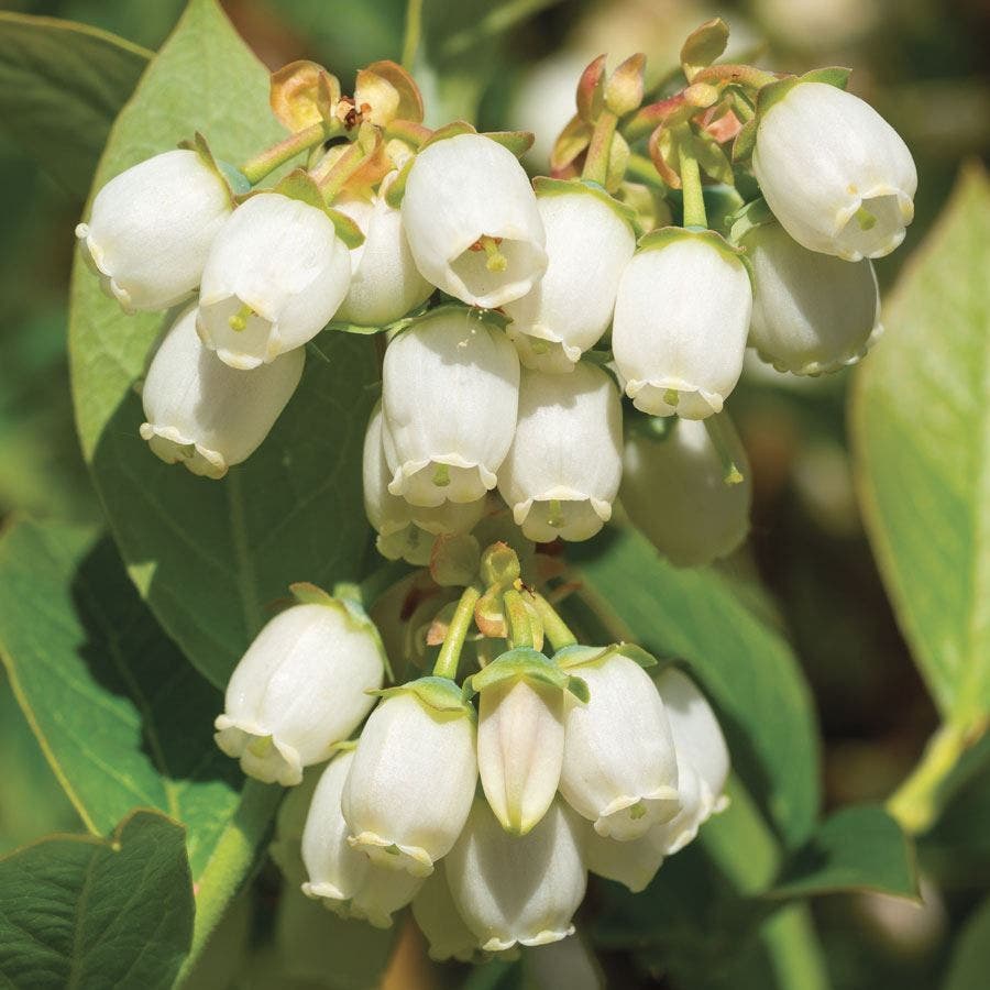Vaccinium 'Duke' Blueberry