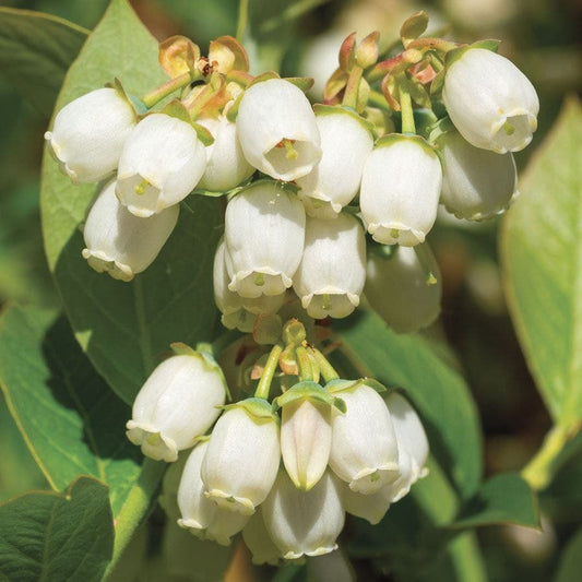 Vaccinium 'Duke' Blueberry