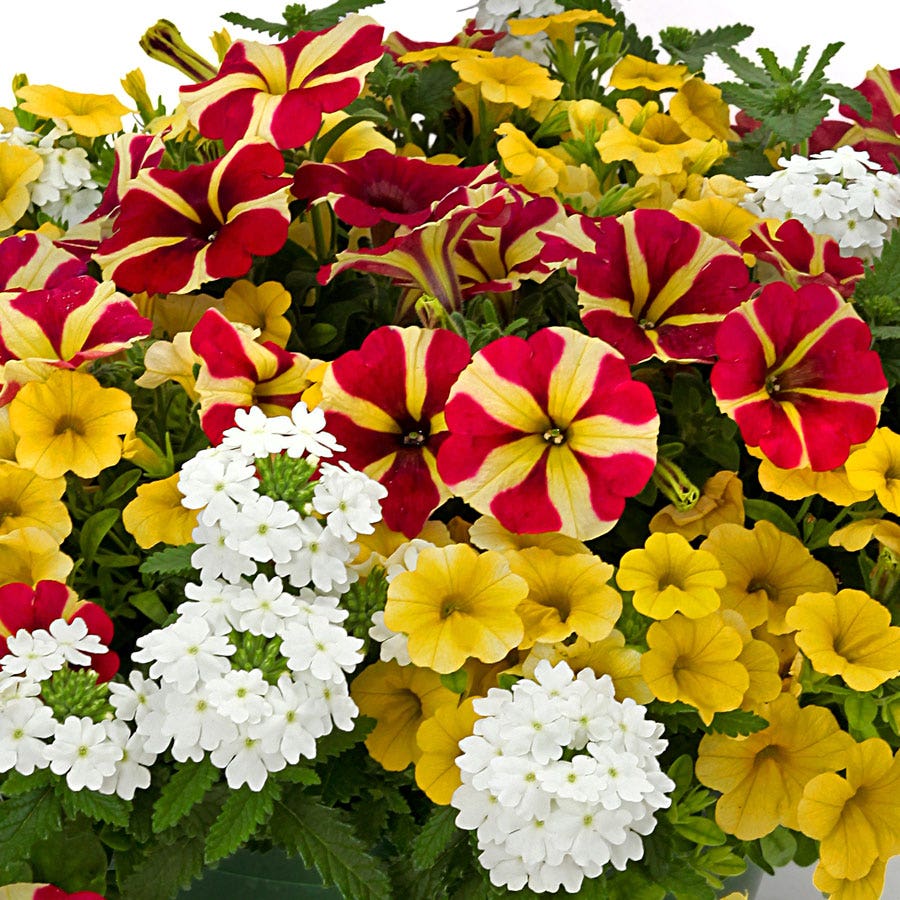 Blooming Block Durabella® The Queen Mix