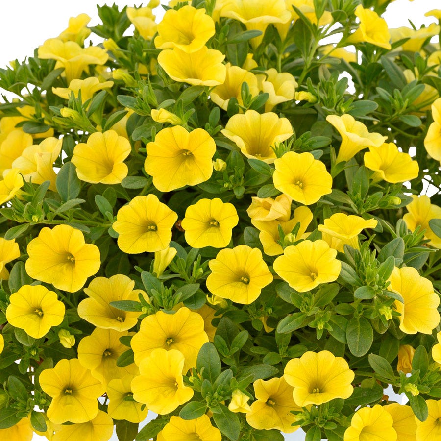 Blooming Block Durabella® The Queen Mix