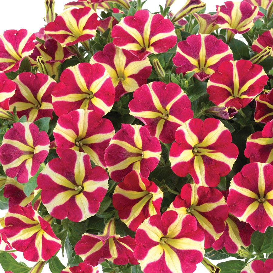 Blooming Block Durabella® The Queen Mix