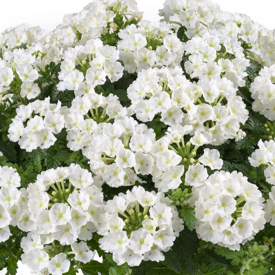 Blooming Block Durabella® The Queen Mix
