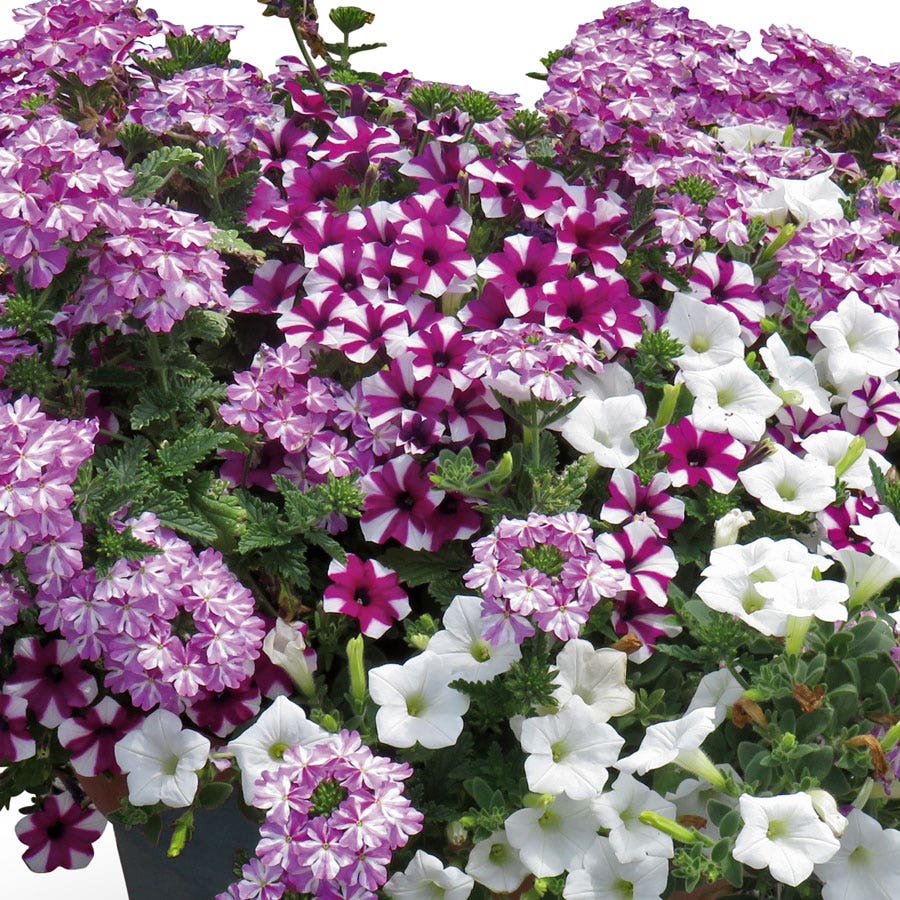 Blooming Block Kwik Kombos™ Blueberry Twist™ Mix