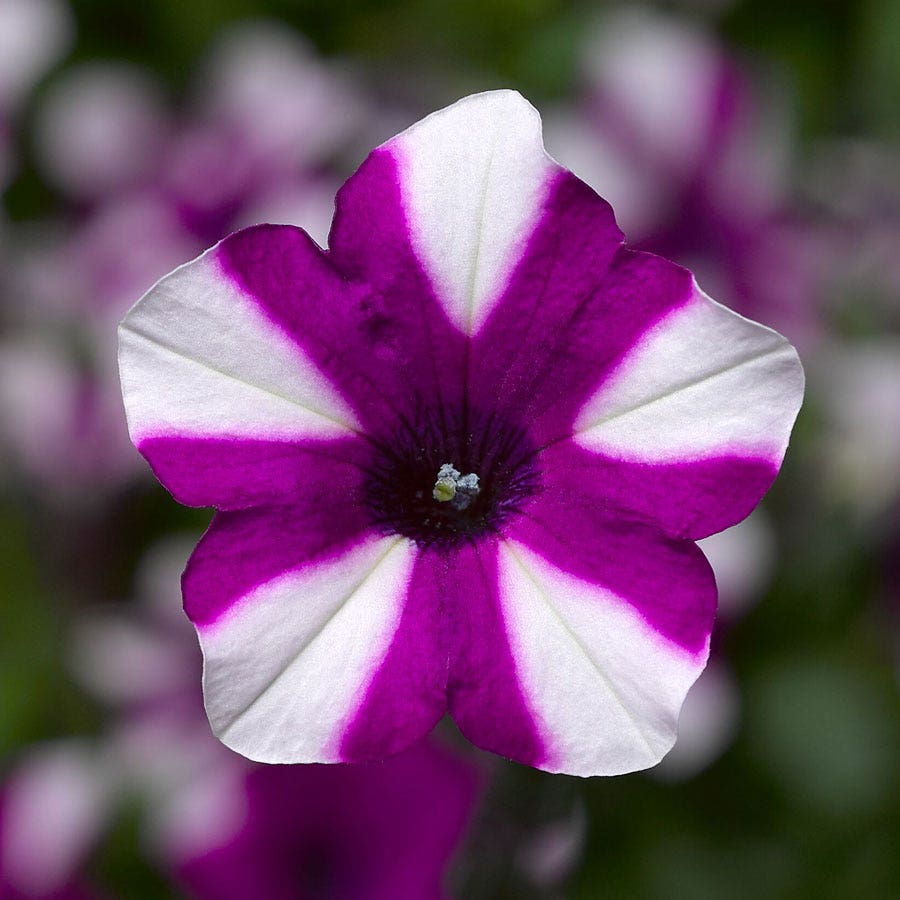Blooming Block Kwik Kombos™ Blueberry Twist™ Mix