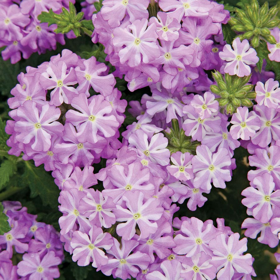Blooming Block Kwik Kombos™ Blueberry Twist™ Mix