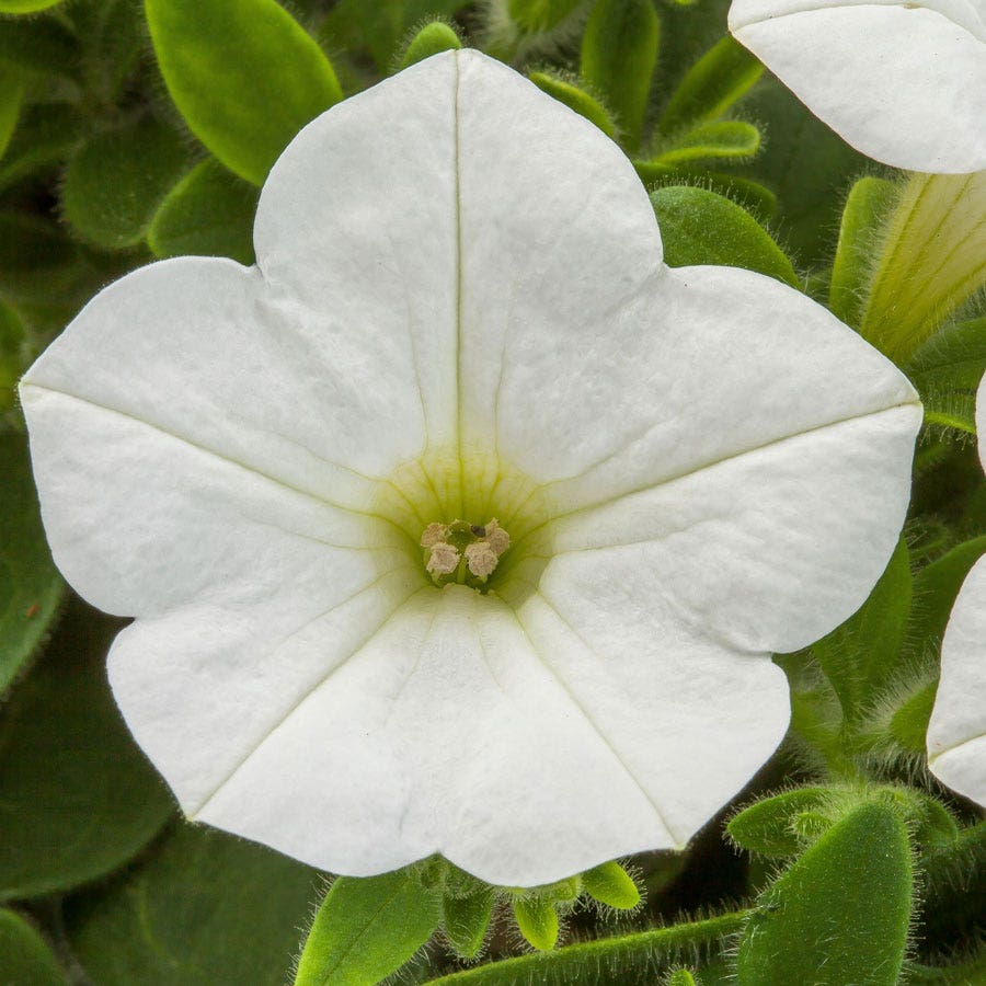 Blooming Block Kwik Kombos™ Blueberry Twist™ Mix
