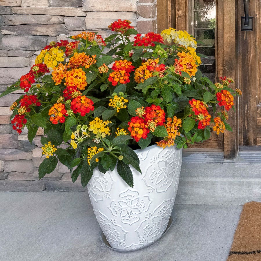 Blooming Block Kwik Kombos™ Bandana® Lava Flow™ Improved Standard Mix