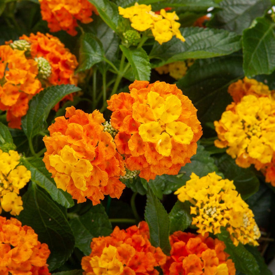 Blooming Block Kwik Kombos™ Bandana® Lava Flow™ Improved Standard Mix