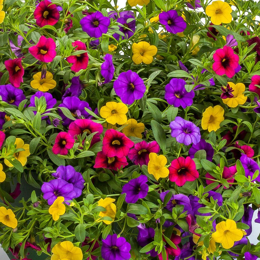 Blooming Block Kwik Kombos™ Cabrio™ Speed Limit™ Mix