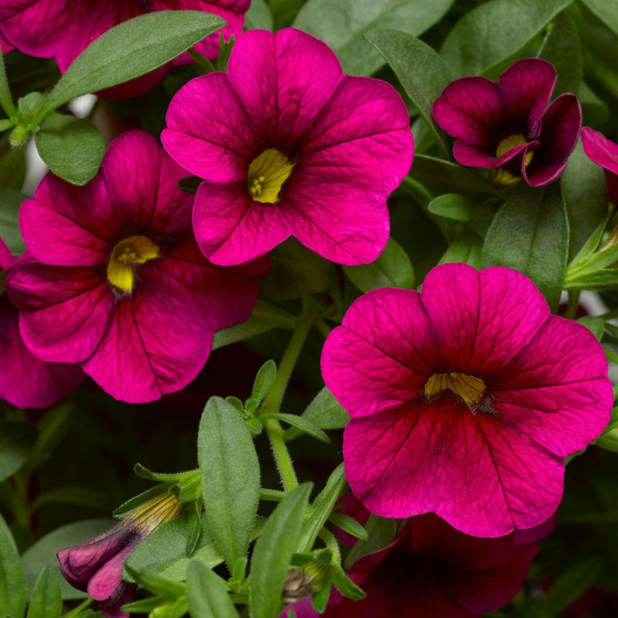 Blooming Block Kwik Kombos™ Cabrio™ Speed Limit™ Mix