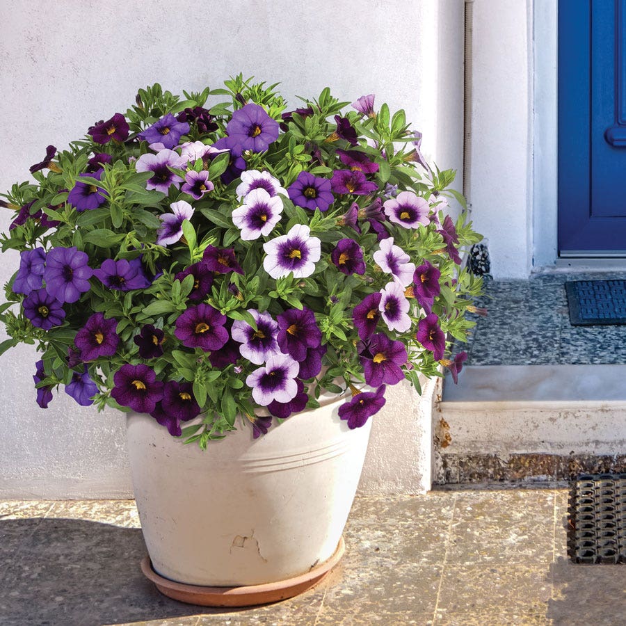 Blooming Block Kwik Kombos™ Cabrio™ Life is a Highway™ Standard Mix