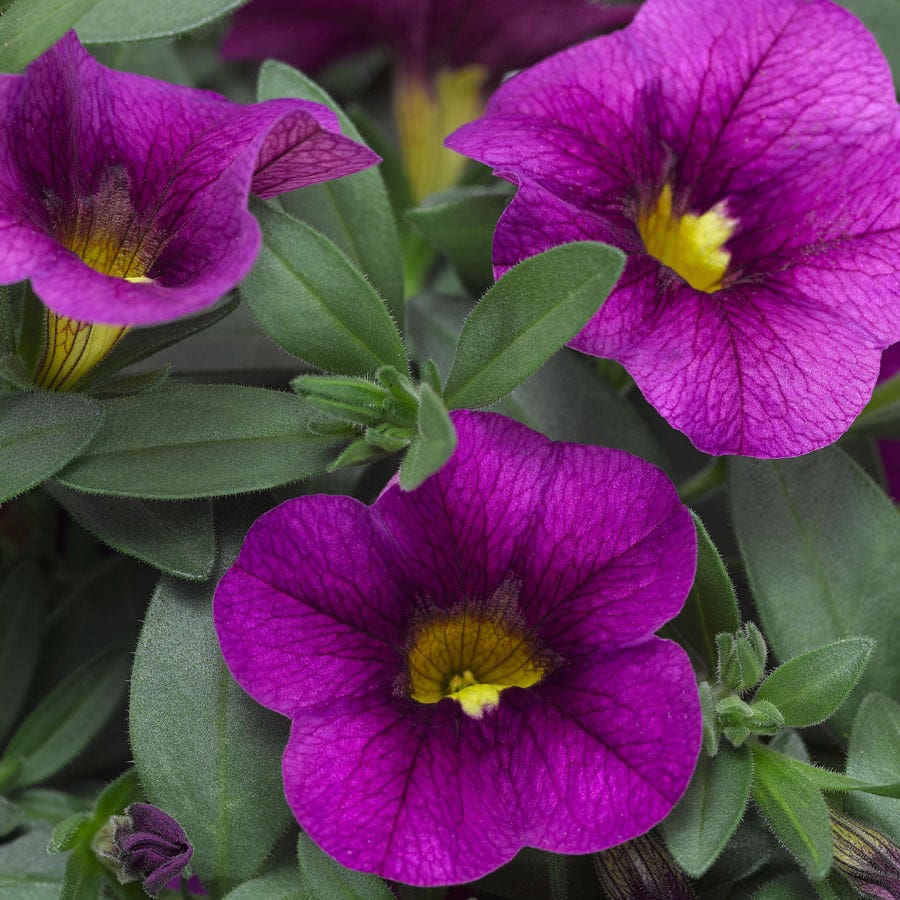 Blooming Block Kwik Kombos™ Cabrio™ Life is a Highway™ Standard Mix