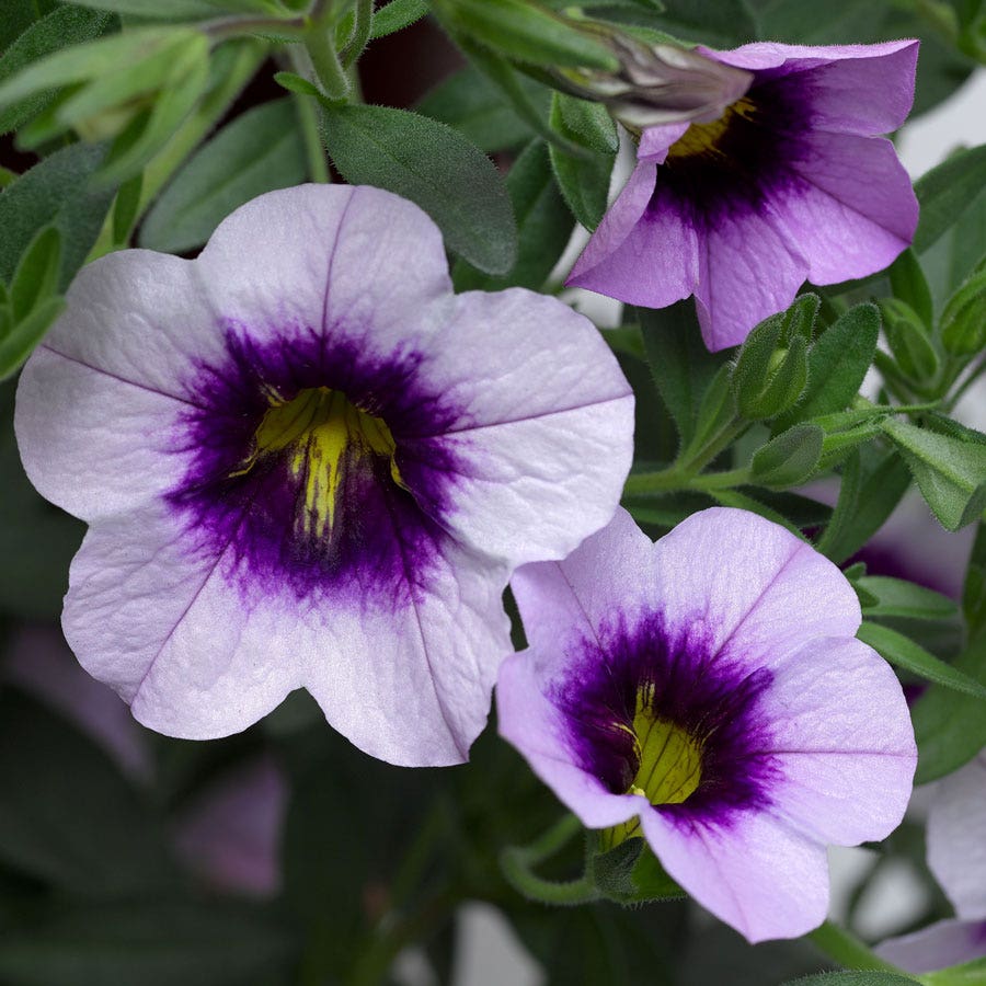 Blooming Block Kwik Kombos™ Cabrio™ Life is a Highway™ Standard Mix